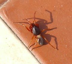 Dysderidae