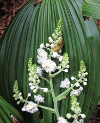 Veratrum fimbriatum