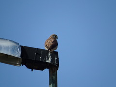 Falco tinnunculus canariensis
