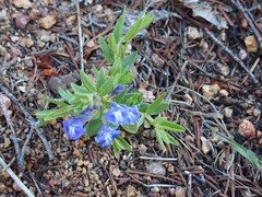 Scutellaria brittonii