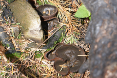 Plicaria endocarpoides