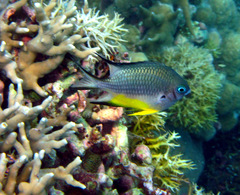 Amblyglyphidodon leucogaster