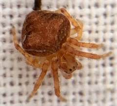 Araneus triguttatus