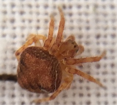 Araneus triguttatus