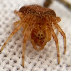 Araneus triguttatus