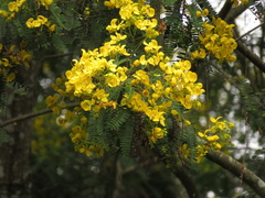 Angiospermae