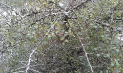 Pseudoziziphus celata