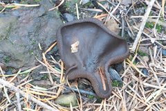 Plicaria endocarpoides