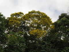 Angiospermae