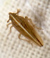 Stenocranus minutus