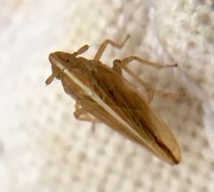 Stenocranus minutus