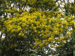 Angiospermae