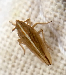 Stenocranus minutus