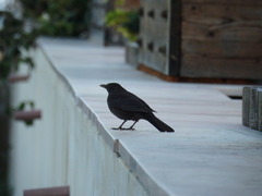 Turdus merula cabrerae