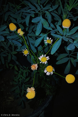 Chamaemelum nobile