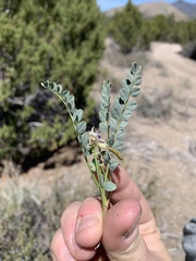 Astragalus beckwithii