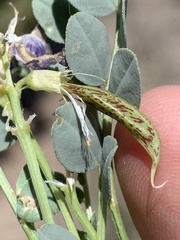 Astragalus beckwithii
