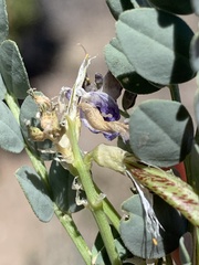 Astragalus beckwithii