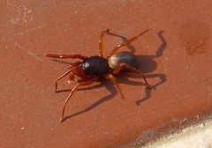 Dysderidae