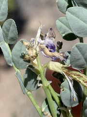 Astragalus beckwithii
