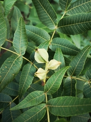 Juglans mollis