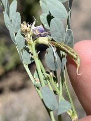 Astragalus beckwithii
