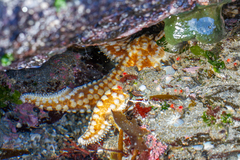 Meyenaster gelatinosus