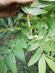 Juglans mollis
