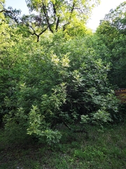 Juglans mollis