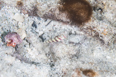 Amblyeleotris wheeleri