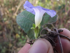 Ipomoea meyeri