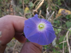 Ipomoea meyeri