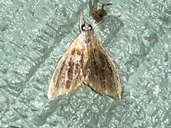 Glaphyria fulminalis