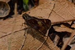 Lon melane vitellina