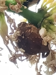 Protaetia orientalis