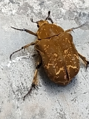 Protaetia orientalis