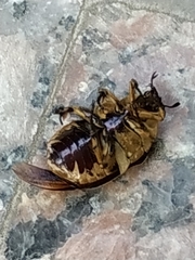 Protaetia orientalis