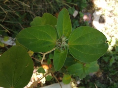 Croton argenteus