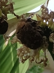 Protaetia orientalis