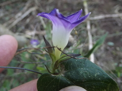 Ipomoea meyeri