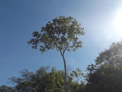 Thouinidium decandrum