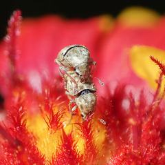 Trigonorhinus limbatus