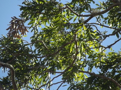 Thouinidium decandrum