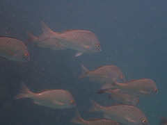 Haemulon scudderii