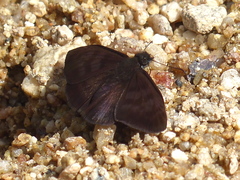 Anastrus luctuosus