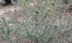 Conradina brevifolia