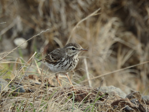 Anthus berthelotii
