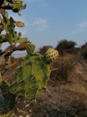Opuntia lasiacantha
