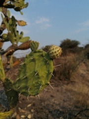 Opuntia lasiacantha