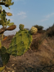 Opuntia lasiacantha